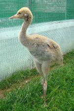 Red Green Yellow on 28th June Red Green Yellow on 28th June